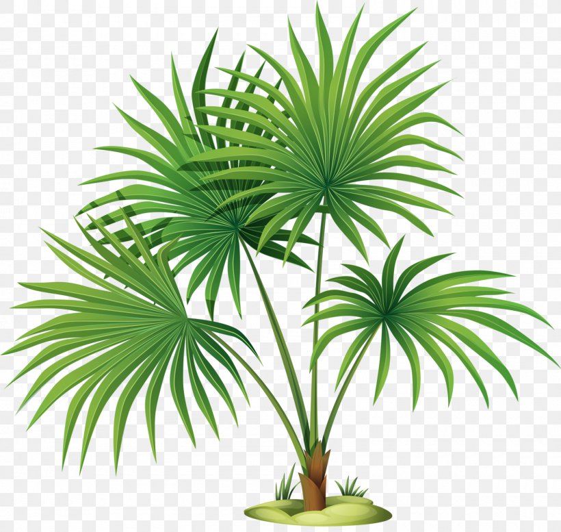 Mexican Fan Palm Palm Trees Clip Art Vector Graphics Illustration, PNG, 1600x1518px, Mexican Fan Palm, Arecales, Borassus Flabellifer, Date Palm, Elaeis Download Free