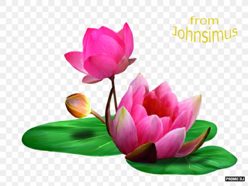 Magnolia Magnolia Family Lotus Family, PNG, 900x673px, Tiff, Aquatic Plant, Flower, Flowering Plant, Highdefinition Television Download Free