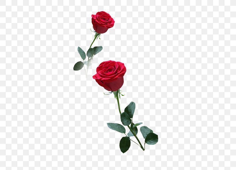 Paper Rose, PNG, 591x591px, Paper, Artificial Flower, Cut Flowers, Floral Design, Floristry Download Free