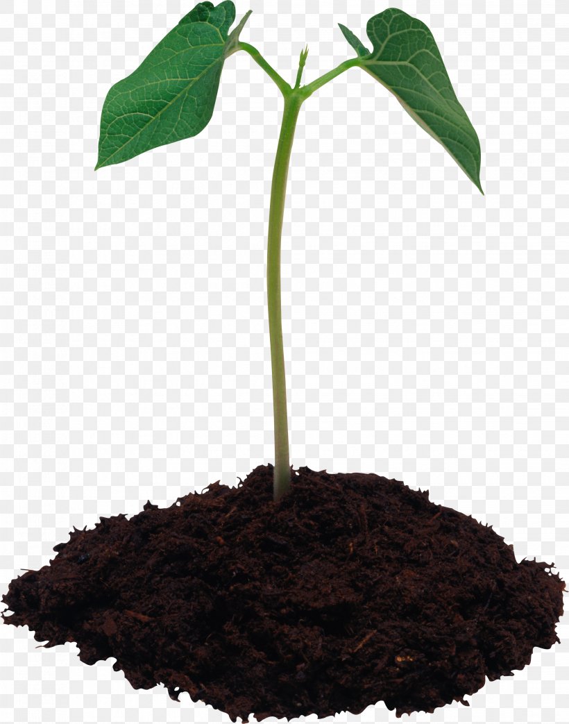 Potting Soil Concimazione Fertilisers Leaf, PNG, 2266x2883px, Soil, Agriculture, Blog, Compost, Concimazione Download Free