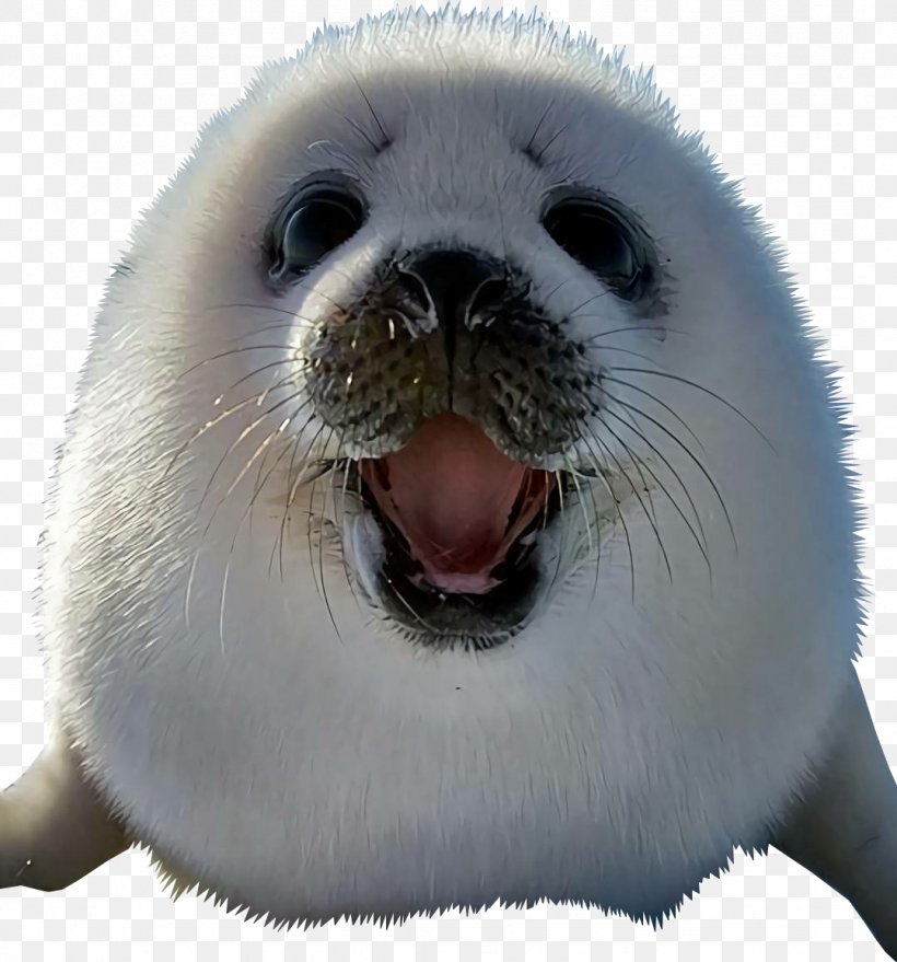 Earless Seal Baby Harp Seals Drawing Cat, PNG, 1078x1156px, Earless Seal, Animal, Baby Harp Seals, Cat, Cuteness Download Free