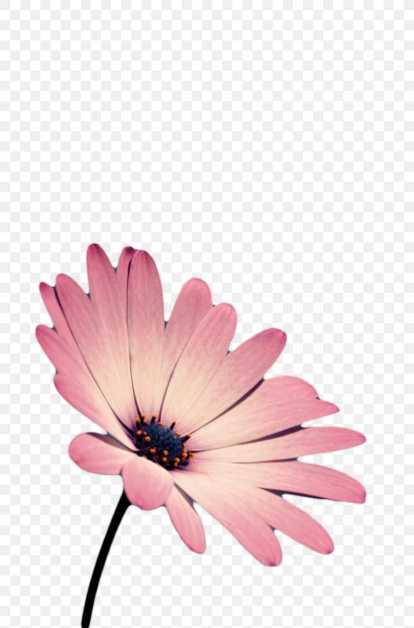 Gerbera Jamesonii, PNG, 700x1244px, Gerbera Jamesonii, Blog, Close Up, Daisy Family, Flower Download Free