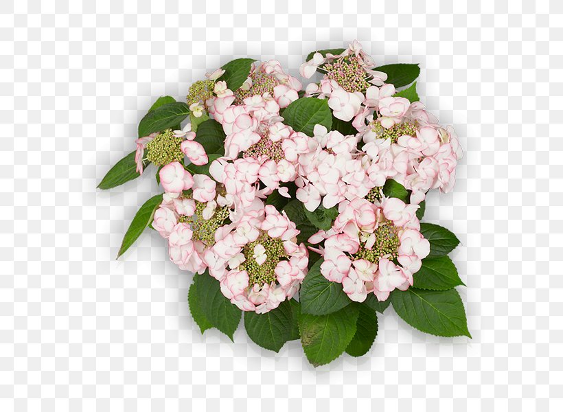 Hydrangea Cut Flowers Pink Shrub, PNG, 600x600px, Hydrangea, Annual Plant, Blossom, Cornales, Cut Flowers Download Free