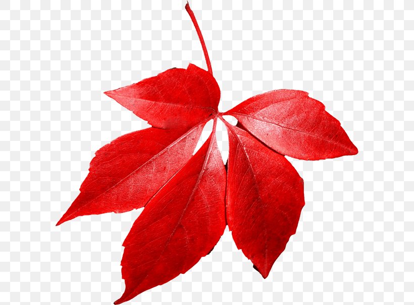 Red Maple Autumn Leaf Color, PNG, 600x606px, Autumn Leaf Color, Autumn, Color, Leaf, Maple Leaf Download Free