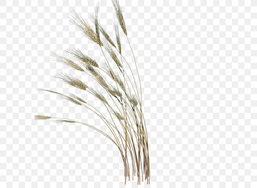 Clip Art, PNG, 600x600px, Grasses, Commodity, Grass, Grass Family, Grauds Download Free