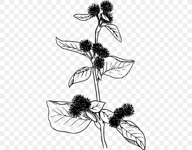 Clip Art Vector Graphics Openclipart Image Greater Burdock, PNG, 422x640px, Greater Burdock, Artwork, Black And White, Branch, Burdock Download Free