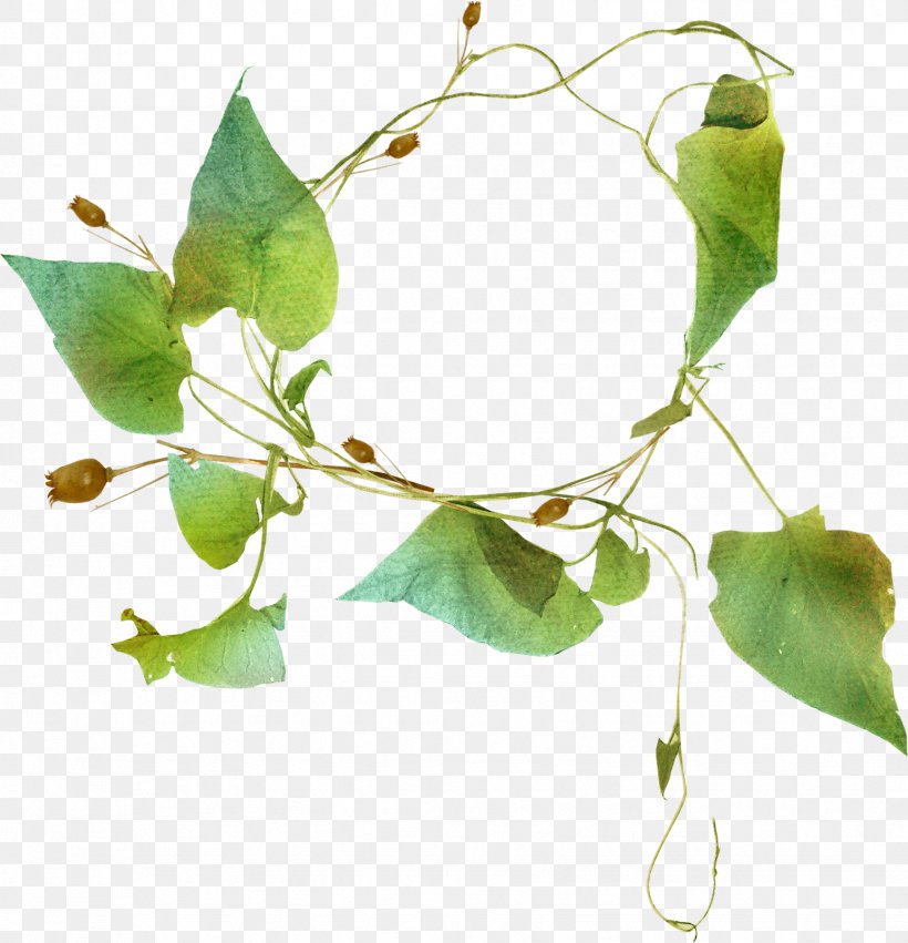 Download Ipomoea Nil Leaf, PNG, 1734x1800px, Ipomoea Nil, Branch, Flower, Google Images, Green Download Free