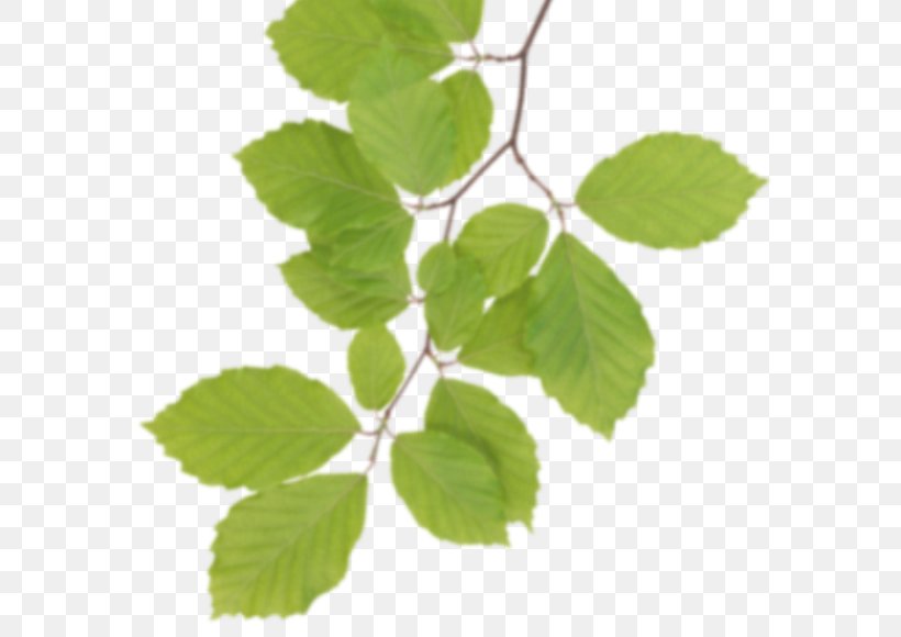 Leaf Clip Art, PNG, 600x580px, Leaf, Blog, Branch, Herb, Html Download Free