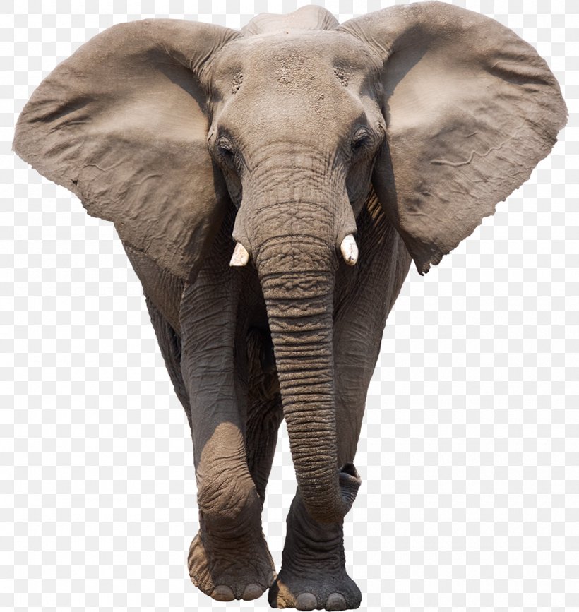 African Bush Elephant Elephantidae Clip Art, PNG, 1000x1058px, African Bush Elephant, African Elephant, Elephant, Elephantidae, Elephants And Mammoths Download Free
