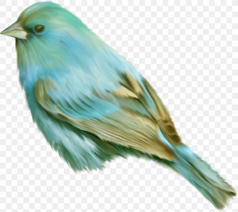 Bird Clip Art Image Turquoise Jay, PNG, 1000x891px, Bird, American Sparrows, Beak, Bluebird, Drawing Download Free