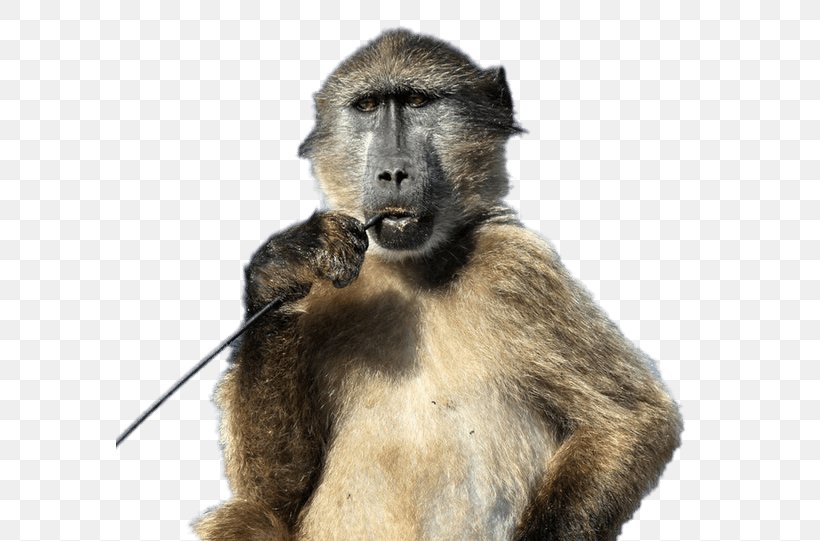 Chacma Baboon Image Monkey King Baboon Spider, PNG, 588x541px, Chacma Baboon, Animal, Baboons, King Baboon Spider, Macaque Download Free