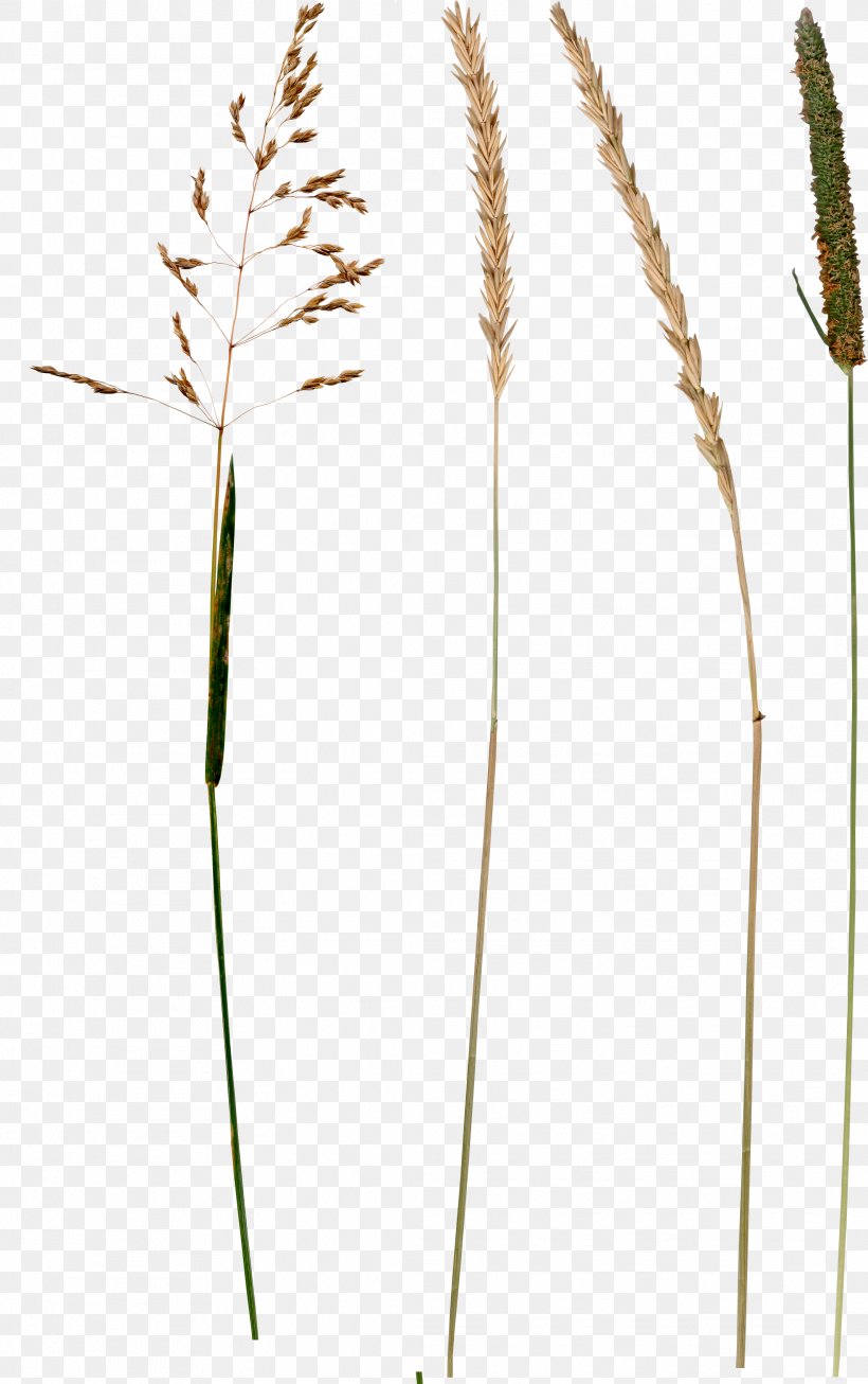 Digital Image Clip Art, PNG, 2129x3391px, Digital Image, Branch, Commodity, Depositfiles, Einkorn Wheat Download Free