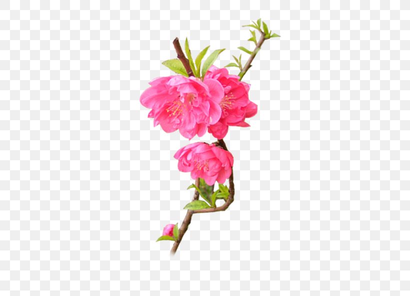 Floral Design Flower Download, PNG, 591x591px, Floral Design, Artificial Flower, Blossom, Branch, Bud Download Free