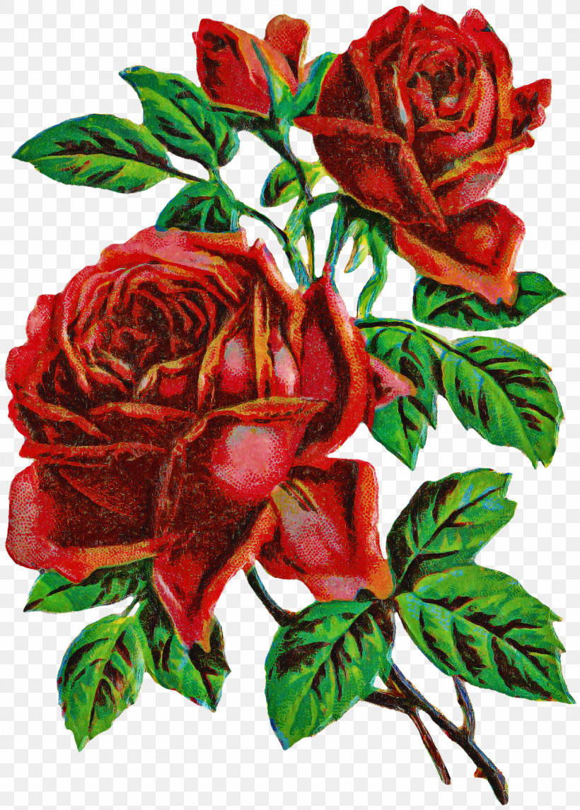 Garden Roses, PNG, 1716x2400px, Flower, China Rose, Cut Flowers, Floribunda, Garden Roses Download Free