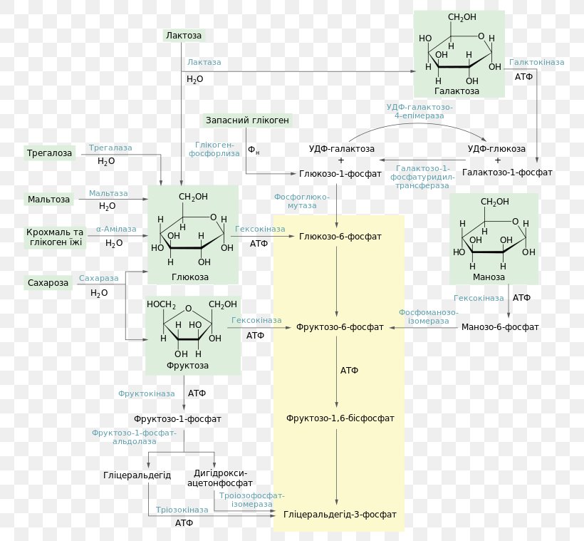 Glycolysis Metabolic Pathway Adenosine Triphosphate Metabolism Glucose, PNG, 787x759px, Glycolysis, Adenosine Triphosphate, Area, Carbohydrate, Catabolism Download Free