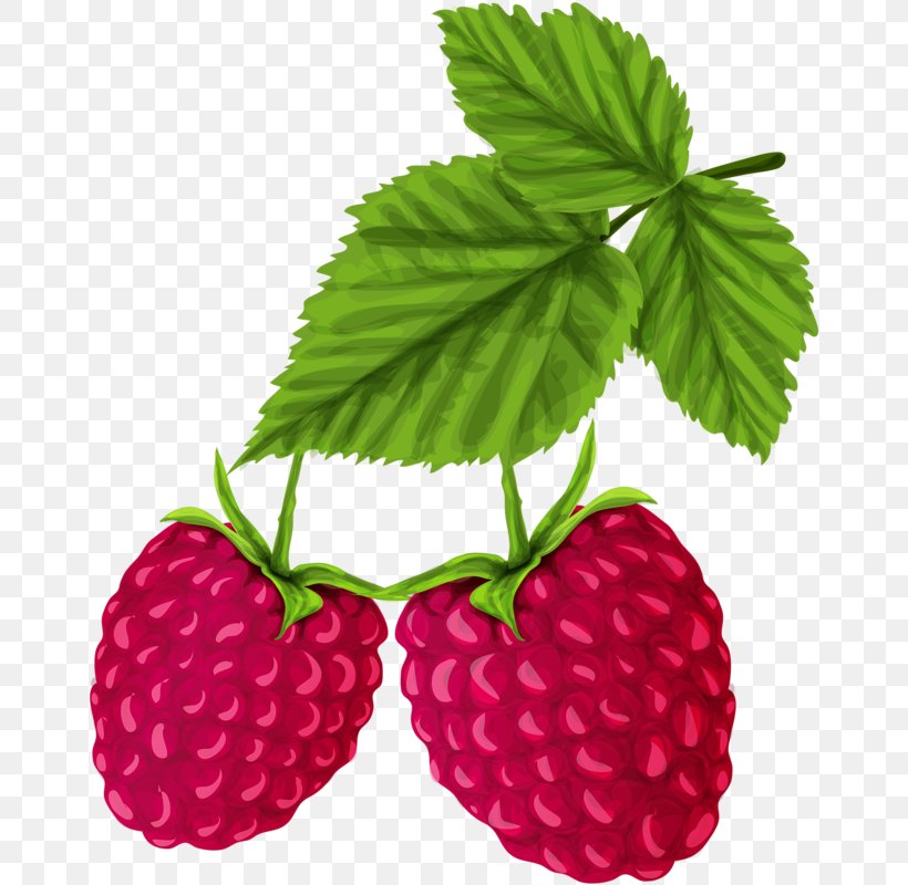 Red Raspberry Drawing, PNG, 668x800px, Raspberry, Berry, Blackberry, Boysenberry, Branch Download Free