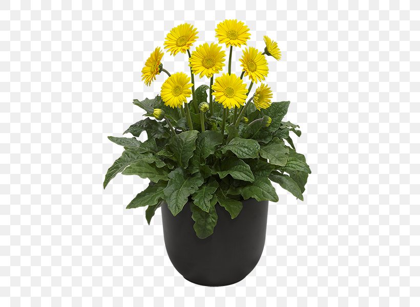 Transvaal Daisy Cut Flowers Yellow Color Flowerpot, PNG, 600x600px, Transvaal Daisy, Annual Plant, Aster, Chrysanthemum, Chrysanths Download Free