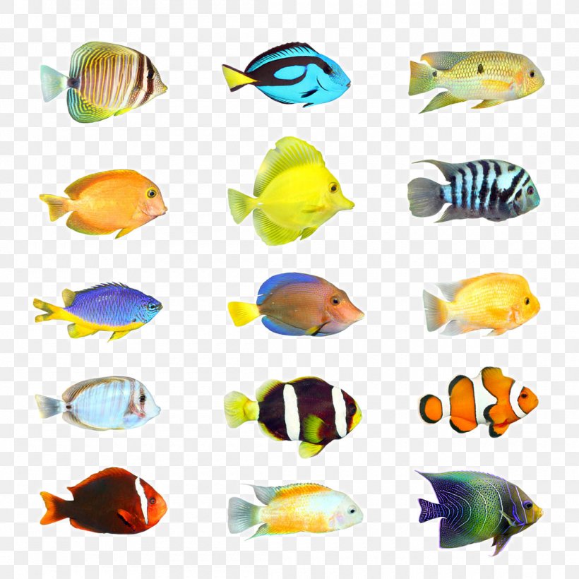 Tropical Fish Stock Photography Aquarium, PNG, 1100x1100px, Tropical Fish, Aquarium, Aquarium Decor, Coral Reef Fish, Fish Download Free