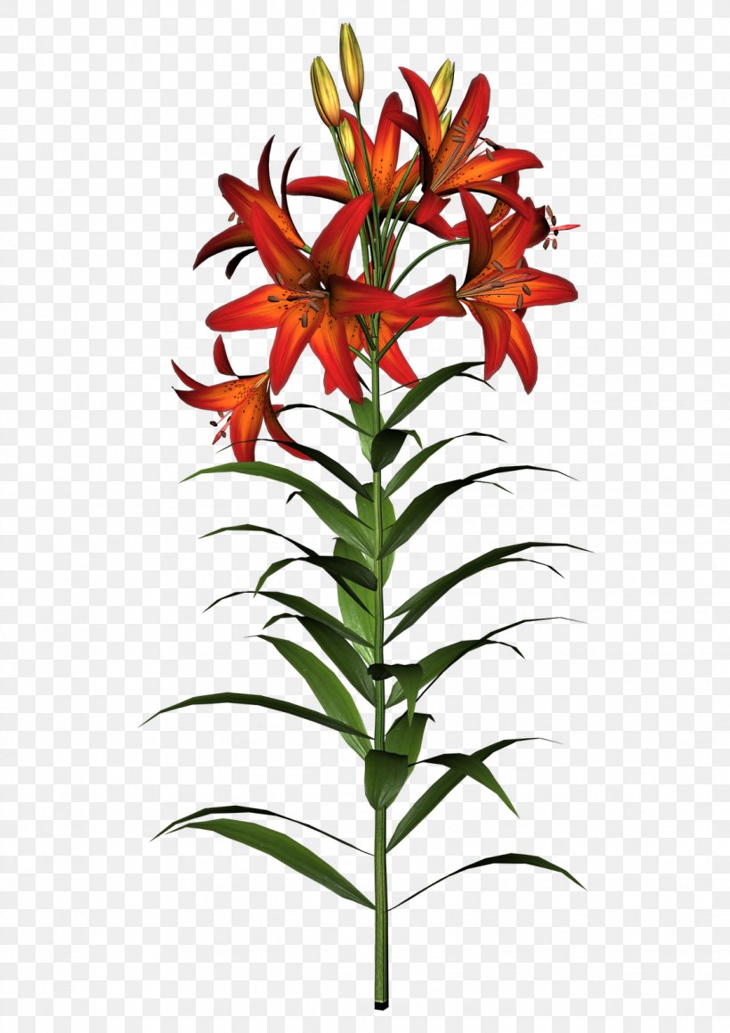 Easter Lily Tiger Lily Old Fashioned Flowers Clip Art, PNG, 1132x1600px, Easter Lily, Art, Cut Flowers, Drawing, Flower Download Free