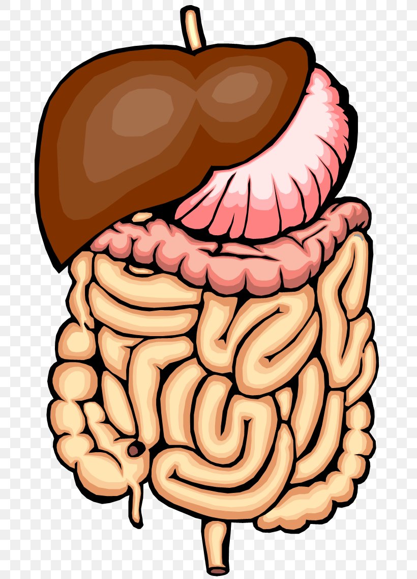 Gastrointestinal Tract Small Intestine Large Intestine Clip Art, PNG, 684x1137px, Watercolor, Cartoon, Flower, Frame, Heart Download Free