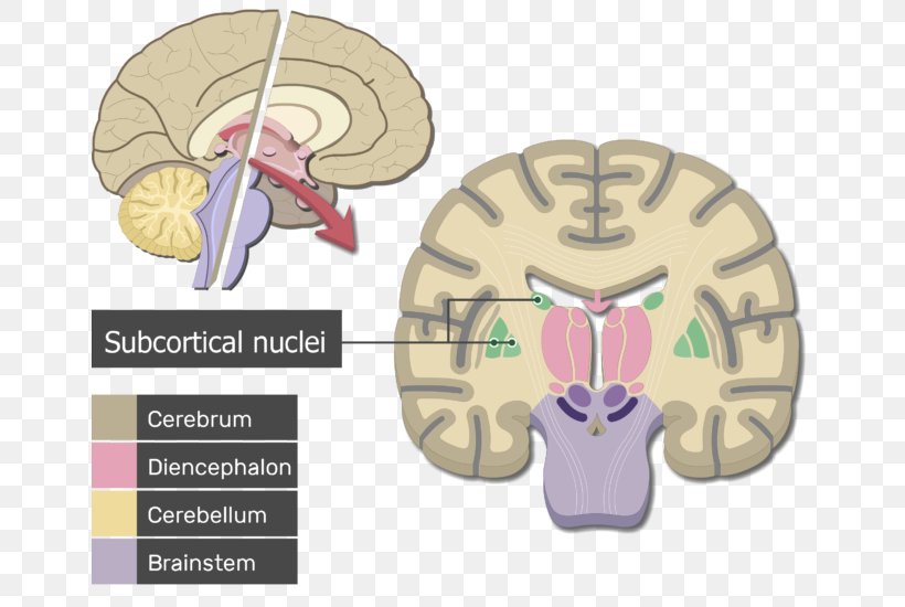 Human Brain Cerebrum Cerebral Cortex Anatomy, PNG, 654x550px, Watercolor, Cartoon, Flower, Frame, Heart Download Free