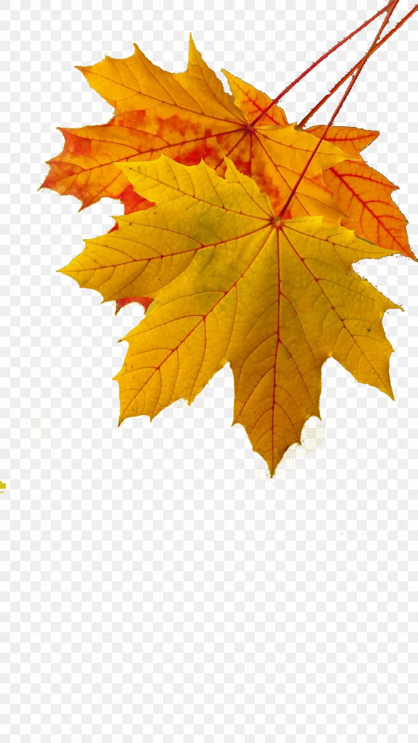 Maple Leaf Autumn Leaf Color Yellow, PNG, 1080x1920px, Maple Leaf, Autumn, Autumn Leaf Color, Chemical Element, Deciduous Download Free