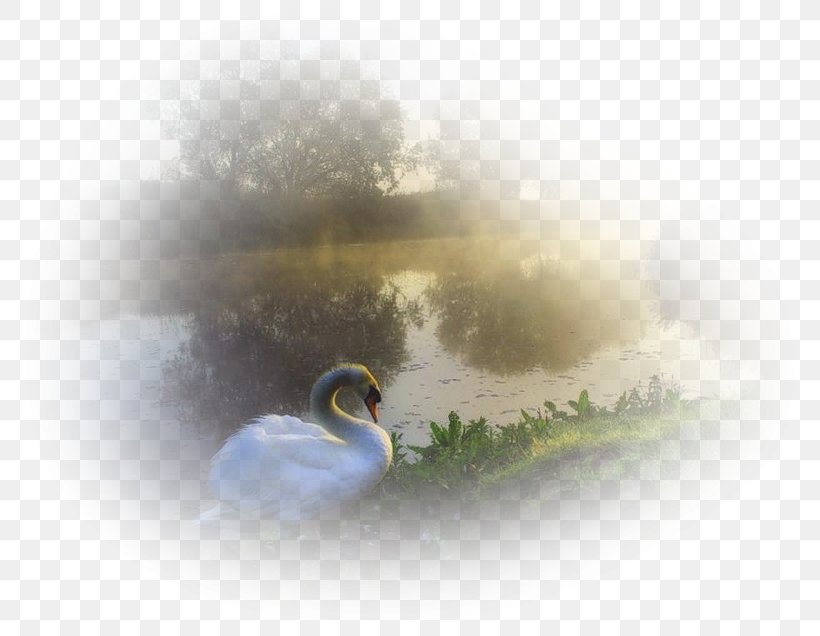 Nature Duck Desktop Wallpaper Clip Art, PNG, 800x636px, Nature, Beak, Beauty, Bird, Cityscape Download Free