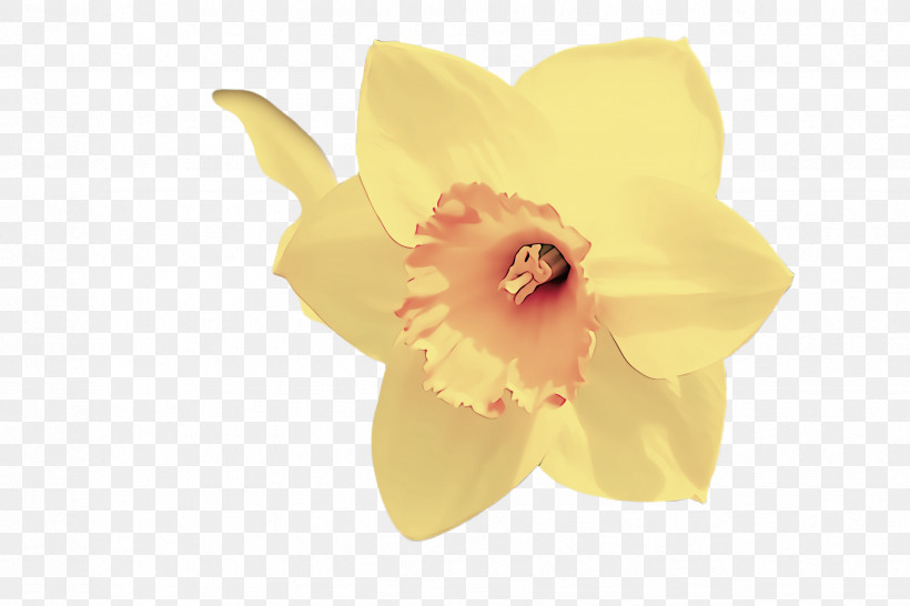 Petal Yellow Flower Plant Narcissus, PNG, 2448x1632px, Petal, Amaryllis Family, Cattleya, Flower, Narcissus Download Free