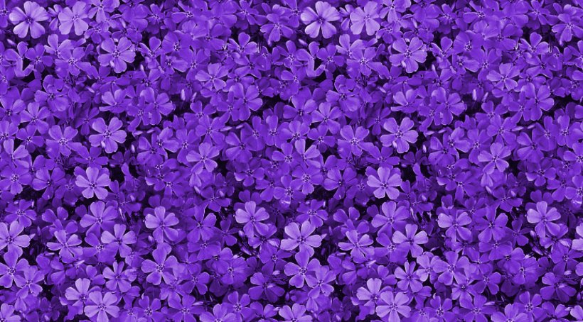 Pink Flowers Purple Violet Wallpaper, PNG, 1440x799px, Flower, Annual Plant, Aubretia, Bellflower Family, Blue Download Free
