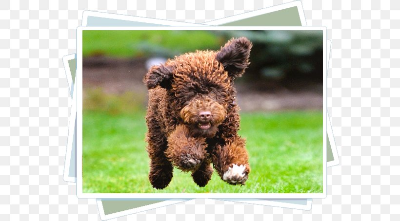Spanish Water Dog Portuguese Water Dog Irish Water Spaniel Cantabrian Water Dog Puppy, PNG, 570x454px, Spanish Water Dog, American Water Spaniel, Barbet, Breed, Cavalier King Charles Spaniel Download Free