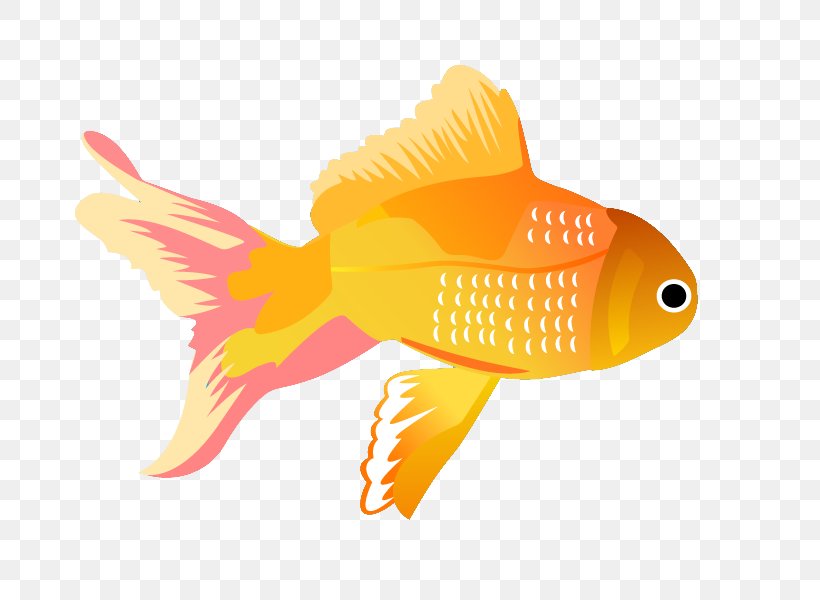 Vector Graphics Clip Art Fish Illustration, PNG, 709x600px, Fish, Bony Fish, Fin, Fish Fin, Fishing Download Free