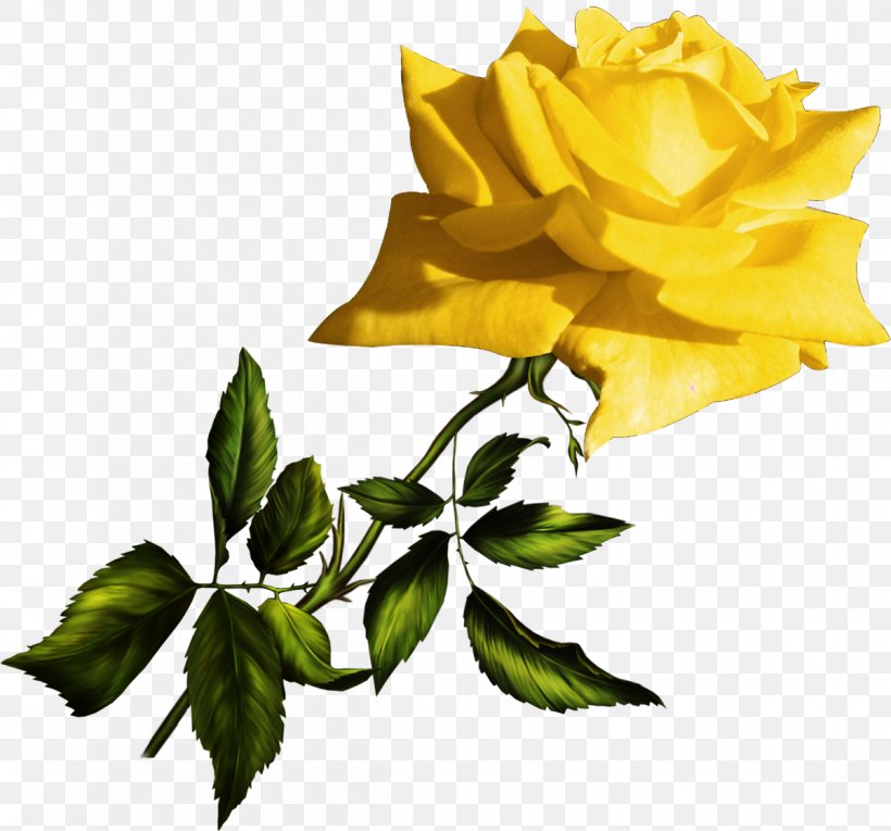 Garden Roses Yellow Blue Clip Art, PNG, 1200x1120px, Garden Roses, Blue, Blue Rose, Bluegreen, Branch Download Free