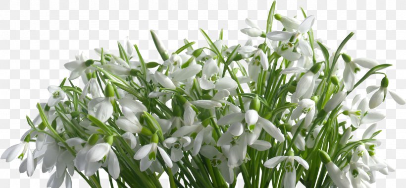 Snowdrop Branch Petal Plant Stem, PNG, 1280x592px, Snowdrop, Aculi, Branch, Flower, Flower Bouquet Download Free