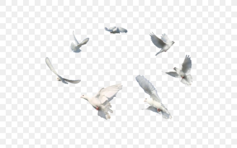 Columbidae Bird Domestic Pigeon, PNG, 512x512px, Columbidae, Beak, Bird, Domestic Pigeon, Doves As Symbols Download Free