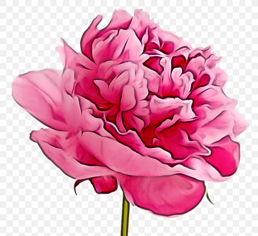 Flower Garden, PNG, 788x750px, Peony, Artificial Flower, Floral Design, Floristry, Flower Download Free