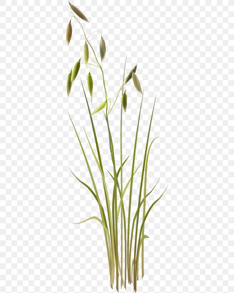 Herbaceous Plant Clip Art, PNG, 361x1024px, Herbaceous Plant, Branch, Commodity, Flora, Flower Download Free