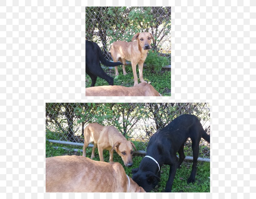Italian Greyhound Dog Breed Greyhound Lines Sporting Group, PNG, 569x640px, Greyhound, Breed, Crossbreed, Dog, Dog Breed Download Free