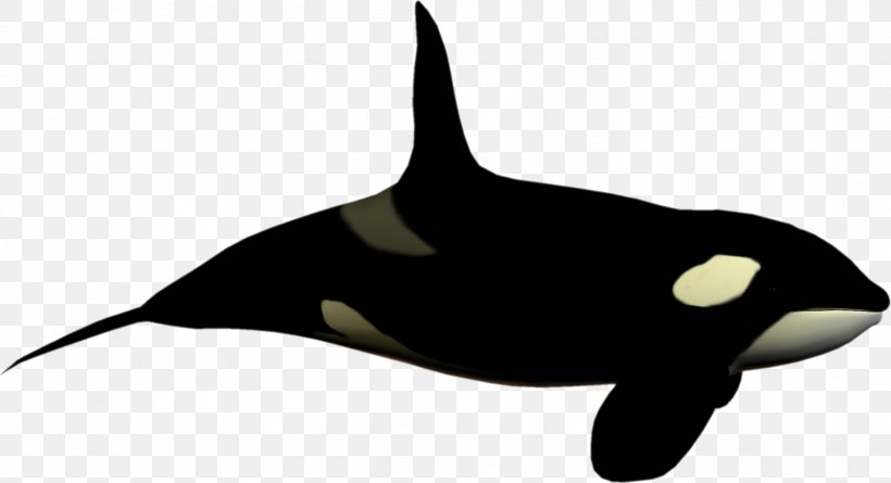 Killer Whale Toothed Whale Dolphin Clip Art, PNG, 1600x870px, Killer Whale, Beak, Black And White, Blue Whale, Bowhead Whale Download Free