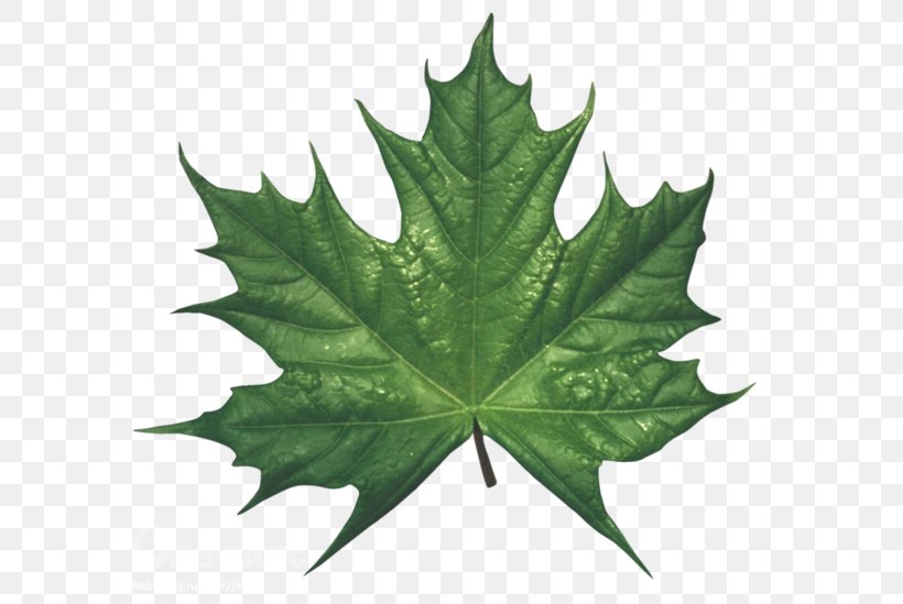 Maple Leaf Clip Art, PNG, 600x549px, Maple Leaf, Drawing, Green, Leaf, Maple Download Free