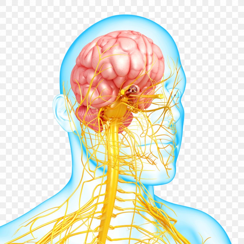 Nervous System Disease Mental Disorder Autonomic Nervous System, PNG, 1733x1733px, Watercolor, Cartoon, Flower, Frame, Heart Download Free