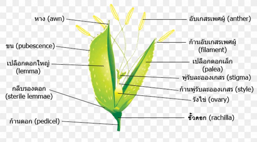 Rice Flower Plant Stem Grasses, PNG, 1417x782px, Rice, Aartje, Area, Commodity, Diagram Download Free