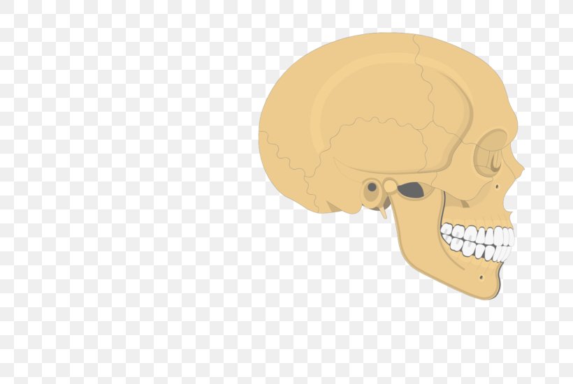 Skull Zygomatic Process Of Temporal Bone Nose Frontal Process Of Maxilla, PNG, 770x550px, Skull, Bone, Ear, Frontal Bone, Frontal Process Of Maxilla Download Free