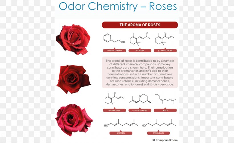 Garden Roses Organic Chemistry Odor Chemical Compound, PNG, 900x550px, Garden Roses, Brand, Chemical Compound, Chemical Substance, Chemistry Download Free
