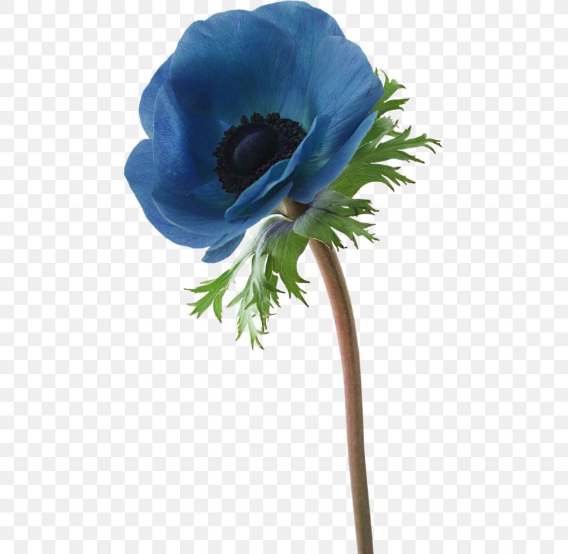 Getty Images Photography Clip Art, PNG, 463x800px, Getty Images, Anemone, Blue, Cobalt Blue, Cut Flowers Download Free