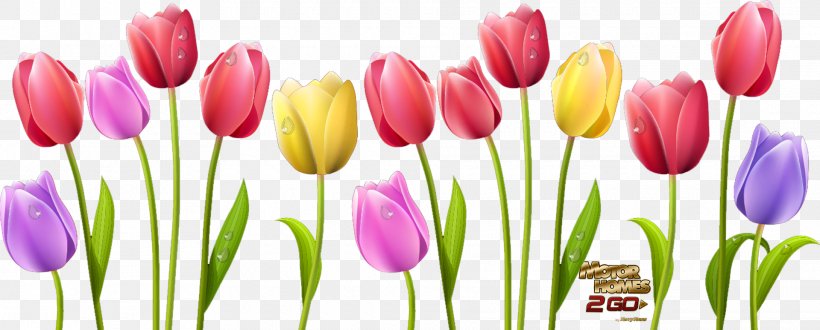 Indira Gandhi Memorial Tulip Garden Flower Clip Art, PNG, 1920x775px, Indira Gandhi Memorial Tulip Garden, Bud, Crossstitch, Cut Flowers, Dahlia Download Free