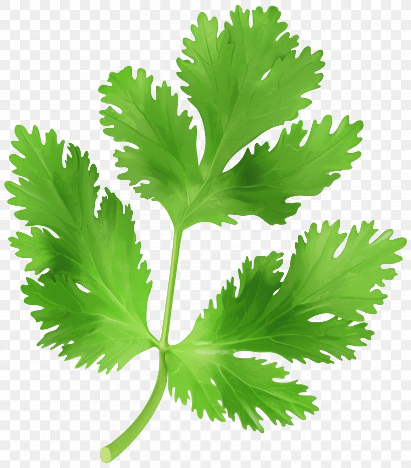 Parsley Coriander Vegetable Clip Art, PNG, 5261x6000px, Parsley, Carrot, Chervil, Coriander, Food Download Free