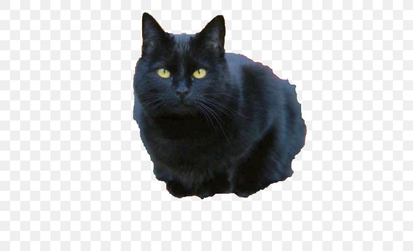 Bombay Cat Nebelung Chartreux Manx Cat Korat, PNG, 500x500px, Bombay Cat, Asian, Asian Semi Longhair, Asian Semilonghair, Black Download Free