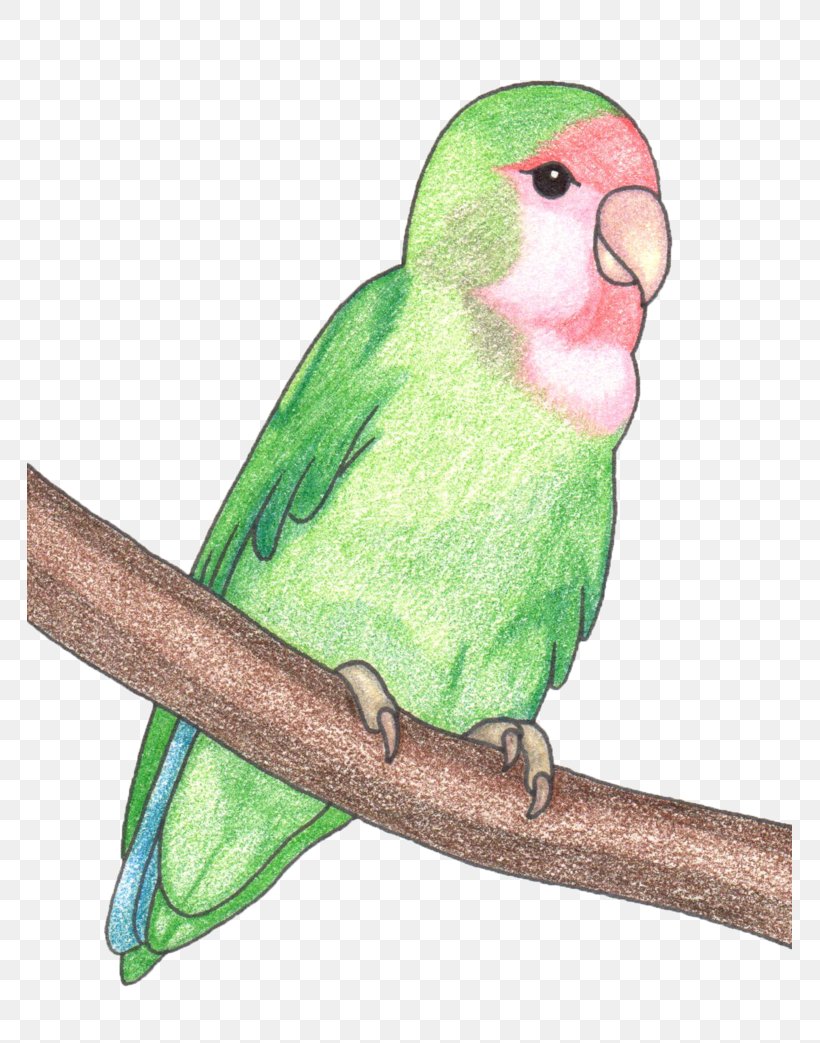 Budgerigar Lovebird Macaw Parakeet Beak, PNG, 765x1043px, Budgerigar, Beak, Bird, Common Pet Parakeet, Fauna Download Free