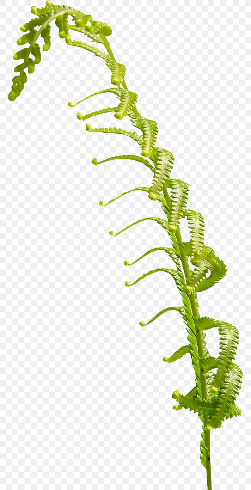 Flower Drawing, PNG, 770x1600px, Flower, Aquarium Decor, Blog, Drawing, Fern Download Free