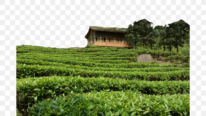 Longjing Tea Gupo Mountain Chatianzhen, PNG, 690x461px, Tea, Agriculture, Camellia Sinensis, Chinas Famous Teas, Crop Download Free